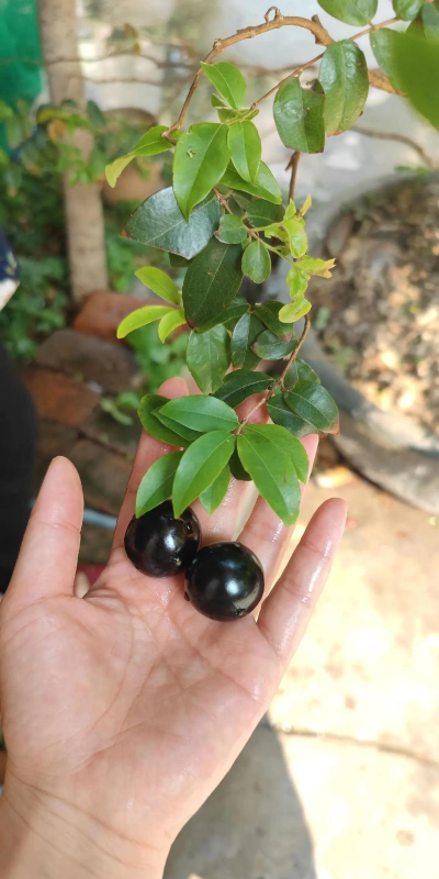 家里阳光不足怎么养花，选对植物种类，掌握养护技巧