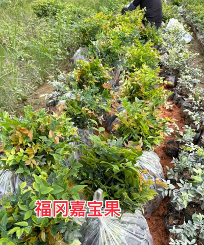 家里阳光不足怎么养花，选对植物种类，掌握养护技巧