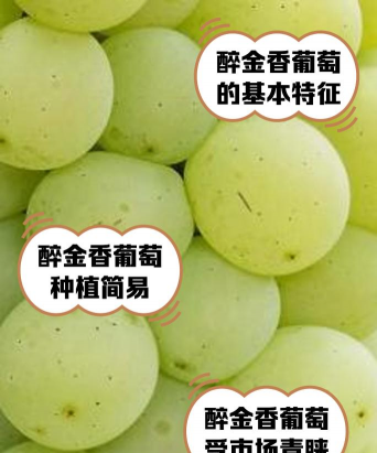 家里阳光不足怎么养花，选对植物种类，掌握养护技巧