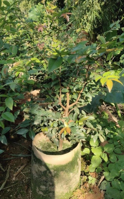 家里阳光不足怎么养花，选对植物种类，掌握养护技巧