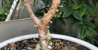 家里阳光不足怎么养花，选对植物种类，掌握养护技巧