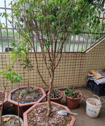 家里阳光不足怎么养花，选对植物种类，掌握养护技巧