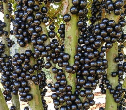 家里阳光不足怎么养花，选对植物种类，掌握养护技巧