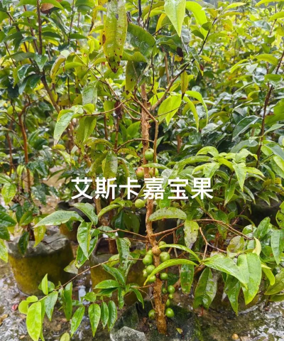 家里阳光不足怎么养花，选对植物种类，掌握养护技巧