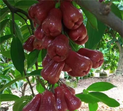 家里阳光不足怎么养花，选对植物种类，掌握养护技巧