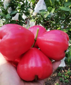 家里阳光不足怎么养花，选对植物种类，掌握养护技巧