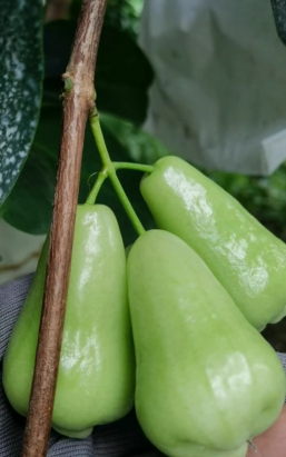 家里阳光不足怎么养花，选对植物种类，掌握养护技巧