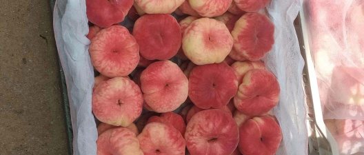 家里阳光不足怎么养花，选对植物种类，掌握养护技巧