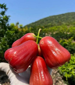 家里阳光不足怎么养花，选对植物种类，掌握养护技巧