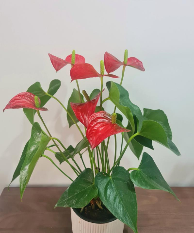 家里阳光不足怎么养花，选对植物种类，掌握养护技巧