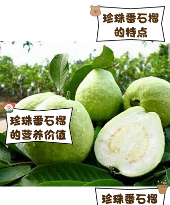 家里阳光不足怎么养花，选对植物种类，掌握养护技巧