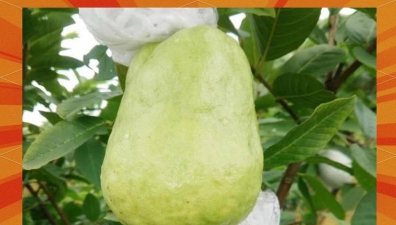 家里阳光不足怎么养花，选对植物种类，掌握养护技巧