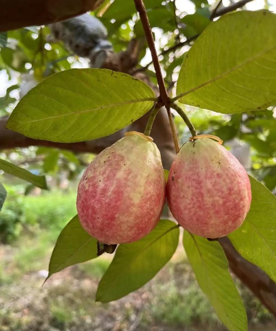 家里阳光不足怎么养花，选对植物种类，掌握养护技巧