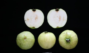 家里阳光不足怎么养花，选对植物种类，掌握养护技巧