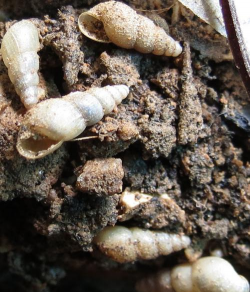 小众送妈妈的花有哪些花