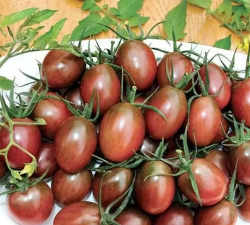 家里阳光不足怎么养花，选对植物种类，掌握养护技巧