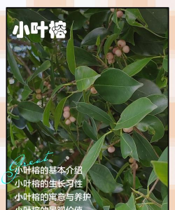 家里阳光不足怎么养花，选对植物种类，掌握养护技巧