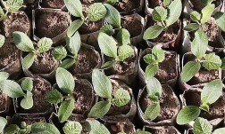 家里阳光不足怎么养花，选对植物种类，掌握养护技巧