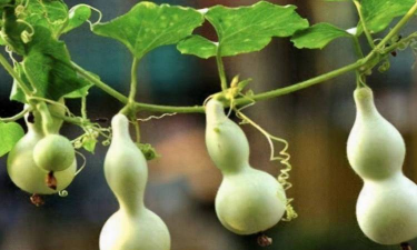 家里阳光不足怎么养花，选对植物种类，掌握养护技巧