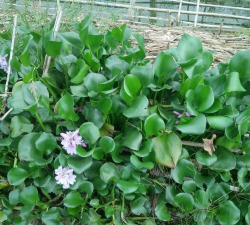 家里阳光不足怎么养花，选对植物种类，掌握养护技巧