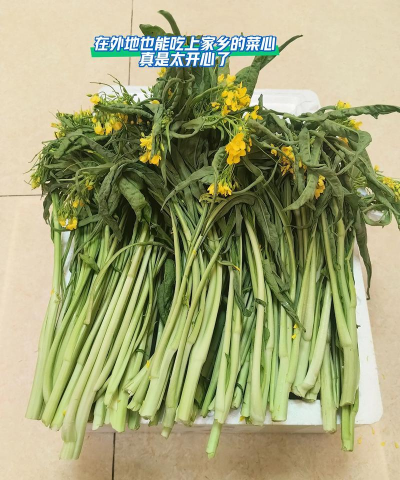 家里阳光不足怎么养花，选对植物种类，掌握养护技巧