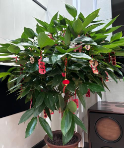 家里阳光不足怎么养花，选对植物种类，掌握养护技巧