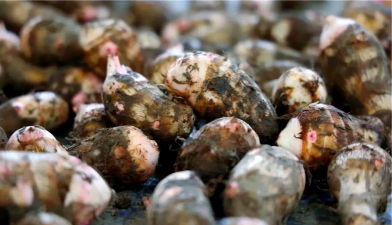 家里阳光不足怎么养花，选对植物种类，掌握养护技巧