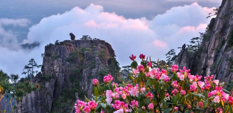 家里阳光不足怎么养花，选对植物种类，掌握养护技巧