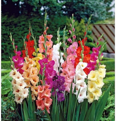 家里阳光不足怎么养花，选对植物种类，掌握养护技巧