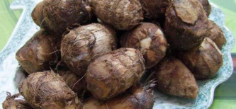 家里阳光不足怎么养花，选对植物种类，掌握养护技巧