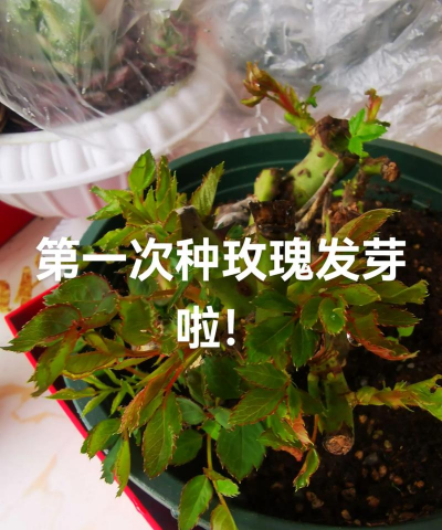 家里阳光不足怎么养花，选对植物种类，掌握养护技巧