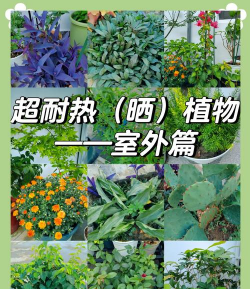 家里阳光不足怎么养花，选对植物种类，掌握养护技巧