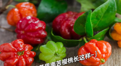 家里阳光不足怎么养花，选对植物种类，掌握养护技巧