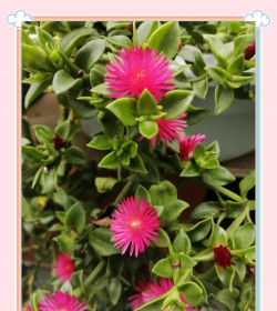 家里阳光不足怎么养花，选对植物种类，掌握养护技巧