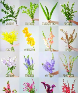 家里阳光不足怎么养花，选对植物种类，掌握养护技巧