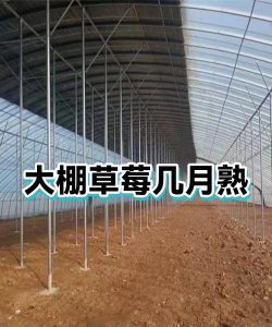 家里阳光不足怎么养花，选对植物种类，掌握养护技巧