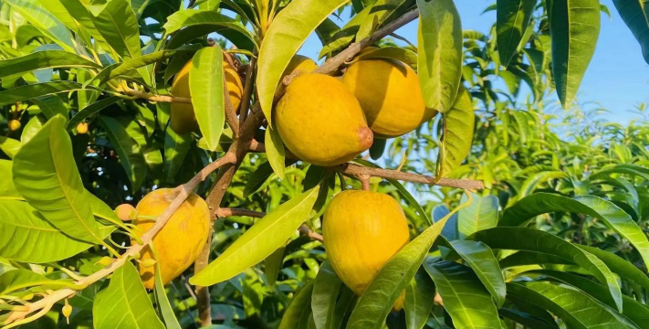 家里阳光不足怎么养花，选对植物种类，掌握养护技巧