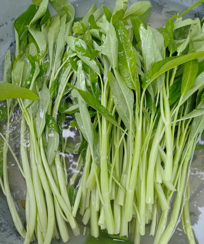 家里阳光不足怎么养花，选对植物种类，掌握养护技巧