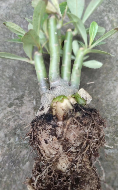 家里阳光不足怎么养花，选对植物种类，掌握养护技巧