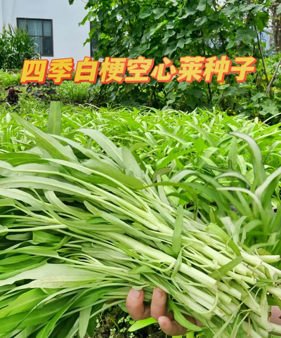 家里阳光不足怎么养花，选对植物种类，掌握养护技巧