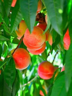 夏天成熟的桃子有哪些