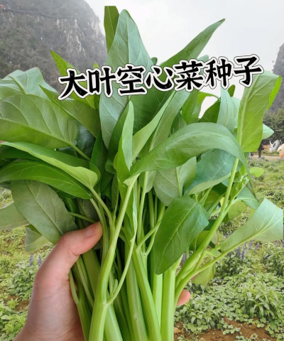 家里阳光不足怎么养花，选对植物种类，掌握养护技巧