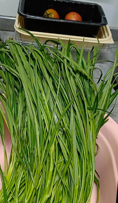 家里阳光不足怎么养花，选对植物种类，掌握养护技巧