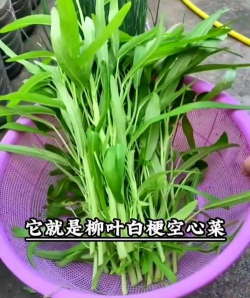 家里阳光不足怎么养花，选对植物种类，掌握养护技巧