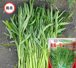 家里阳光不足怎么养花，选对植物种类，掌握养护技巧