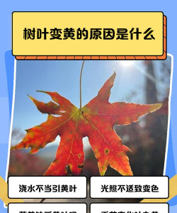 家里阳光不足怎么养花，选对植物种类，掌握养护技巧