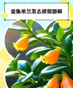 家里阳光不足怎么养花，选对植物种类，掌握养护技巧