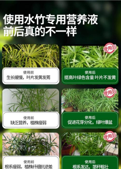 家里阳光不足怎么养花，选对植物种类，掌握养护技巧