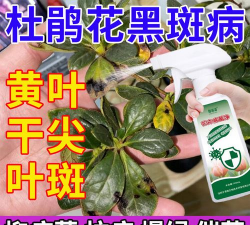 家里阳光不足怎么养花，选对植物种类，掌握养护技巧