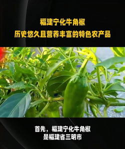 家里阳光不足怎么养花，选对植物种类，掌握养护技巧